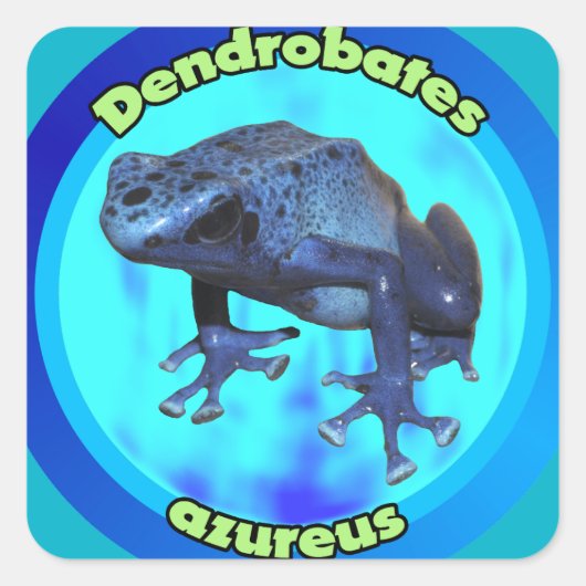 青い毒ダーツカエル。 スクエアシール (正面)