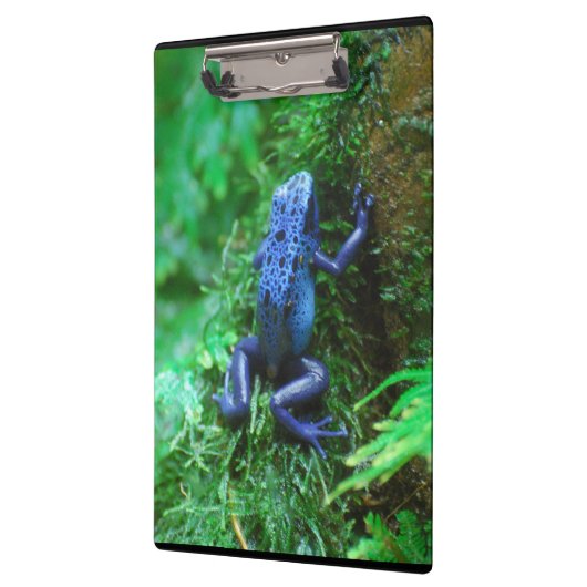 青い毒投げ矢のカエル クリップボード (左)