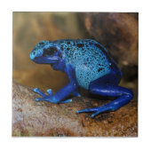 青い毒投げ矢のカエルDendrobates Azureus タイル (正面)