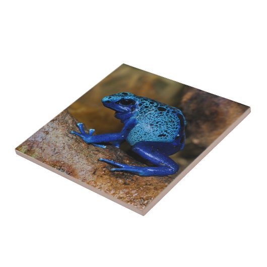 青い毒投げ矢のカエルDendrobates Azureus タイル (側面)
