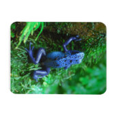 青い毒矢のカエル マグネット (横)