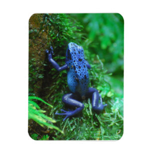 青い毒矢のカエル マグネット