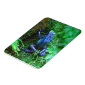 青い毒矢のカエル マグネット (左側)