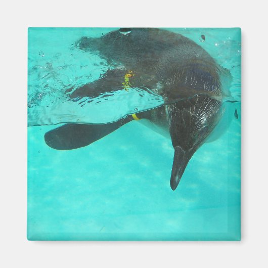 青い水にダイビングするペンギン マグネット (正面)