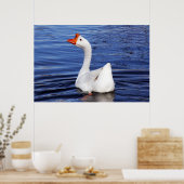 青い水の写真で泳ぐ白いガチョウ ポスター (キッチン)