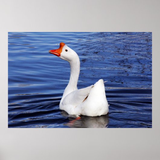 青い水の写真で泳ぐ白いガチョウ ポスター (正面)