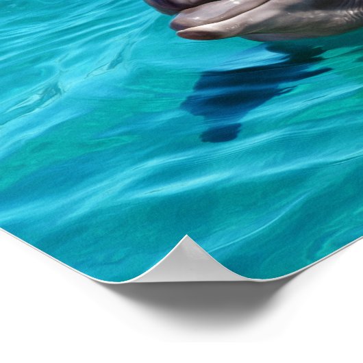 青い水写真のイルカ ポスター (角)