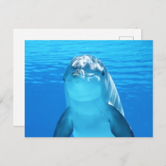 青い海に浮かぶ、かわいいイルカの海棲動物 ポストカード (正面/裏面)