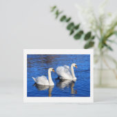 青い湖の水の中の白鳥自然写真 ポストカード (スタンド正面)