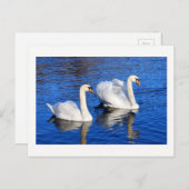青い湖の水の中の白鳥自然写真 ポストカード (正面/裏面)