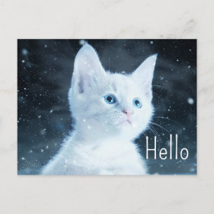 青い目で可愛い白かわいらし猫こんにちは ポストカード