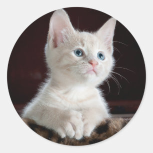 青い目とピンクの鼻で愛らしい白い子猫 ラウンドシール