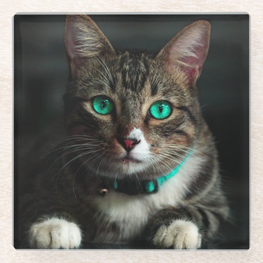 青い目とマッチングカラーのグレーと白の猫 ガラスコースター (正面)