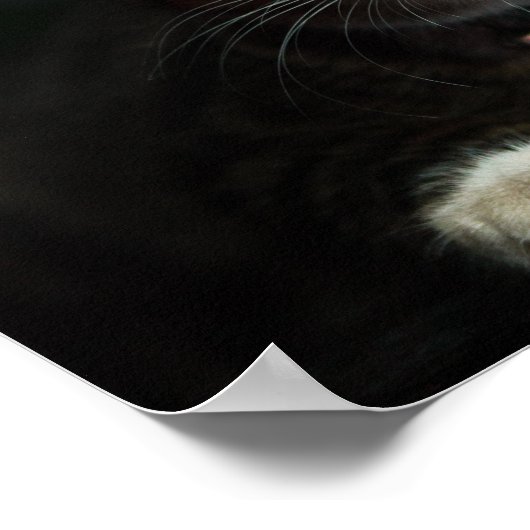 青い目とマッチングカラーのグレーと白の猫 ポスター (角)