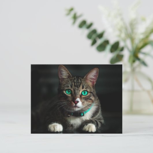 青い目とマッチングカラーのグレーと白の猫 ポストカード (スタンド正面)