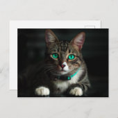 青い目とマッチングカラーのグレーと白の猫 ポストカード (正面/裏面)