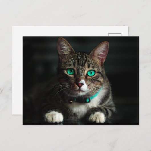 青い目とマッチングカラーのグレーと白の猫 ポストカード (正面/裏面)