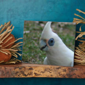 青い目のオウム フォトプラーク (側面)