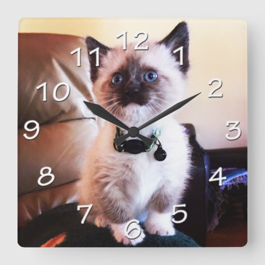 青い目のシャム猫の写真 スクエア壁時計 (正面)