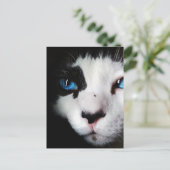 青い目のタキシード猫がクローズアップ ポストカード (スタンド正面)