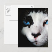 青い目のタキシード猫がクローズアップ ポストカード (正面/裏面)
