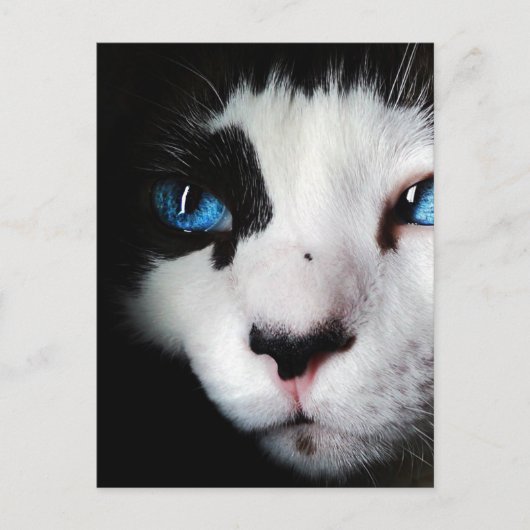 青い目のタキシード猫がクローズアップ ポストカード (正面)