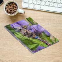 青い目のダーナトンボの花