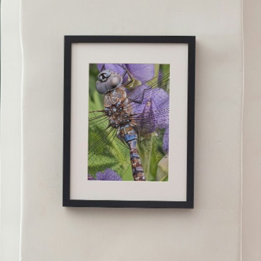 青い目のダーナトンボの花 フォトプリント