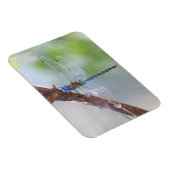 青い目のダーナトンボ マグネット (右側)