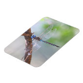 青い目のダーナトンボ マグネット (左側)