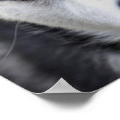 青い目のハスキーのポスター ポスター (角)