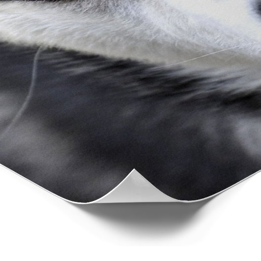 青い目のハスキーのポスター ポスター (角)