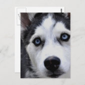 青い目のハスキー葉書 ポストカード (正面/裏面)