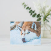 青い目のハスキー – アメリカ・コロラド州ブリッケンリッジ ポストカード (スタンド正面)