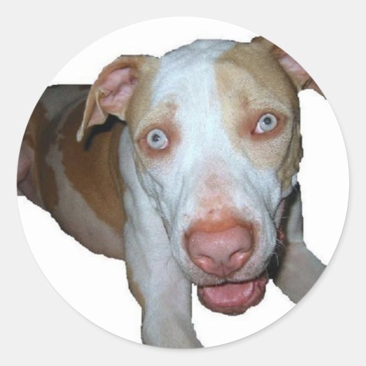 青い目のピットブル ラウンドシール (正面)