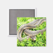 青い目のヘビ～マグネット マグネット (正面/裏面)