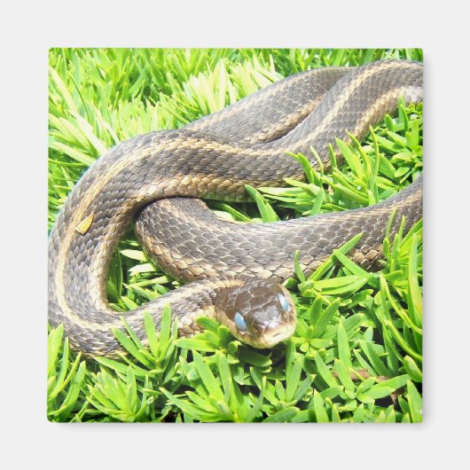 青い目のヘビ～マグネット マグネット (正面)