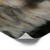 青い目のポスター付きハスキー犬 ポスター (角)