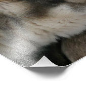 青い目の写真を持つハスキー犬 フォトプリント            (角)