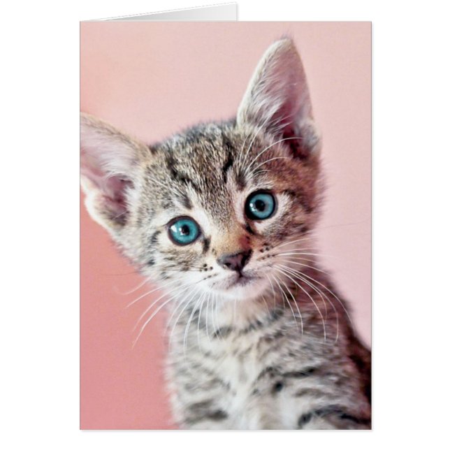 青い目の可愛い子猫。 (正面)