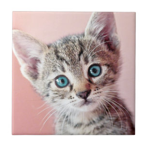 青い目の可愛い子猫。 タイル