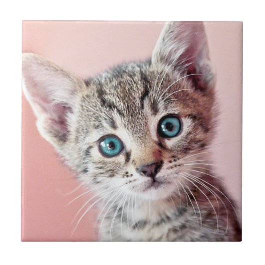 青い目の可愛い子猫。 タイル (正面)