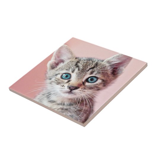 青い目の可愛い子猫。 タイル (側面)