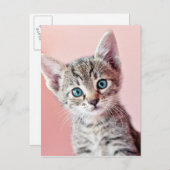 青い目の可愛い子猫。 ポストカード (正面/裏面)