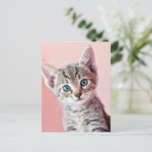 青い目の可愛い子猫。 ポストカード (スタンド正面)