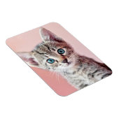 青い目の可愛い子猫。 マグネット (右側)