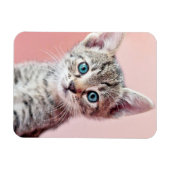 青い目の可愛い子猫。 マグネット (横)