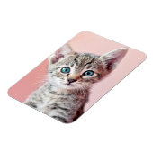 青い目の可愛い子猫。 マグネット (左側)