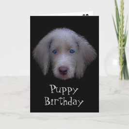 青い目の子犬の誕生日カード カード