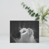 青い目の猫の写真 ポストカード (スタンド正面)